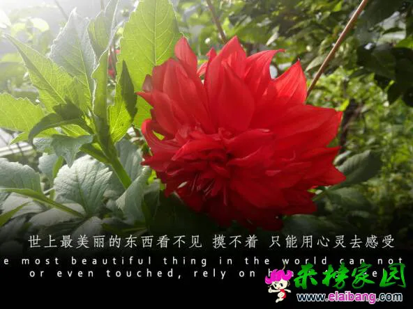 124851l95ygwmln7nsf3n5.webp