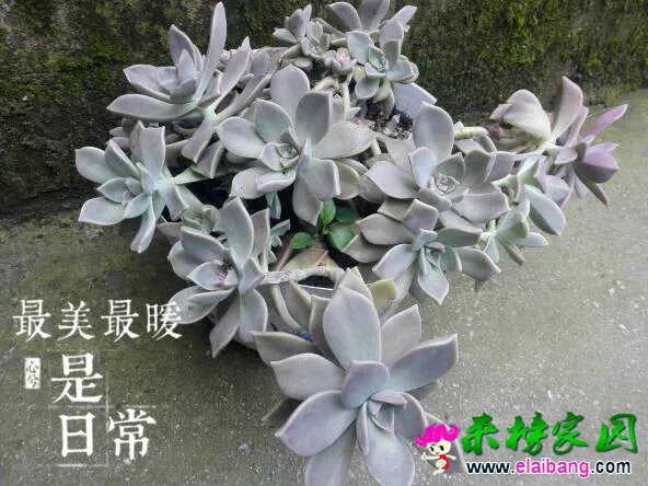 125333ed83lt8wzhpw8z8i.webp