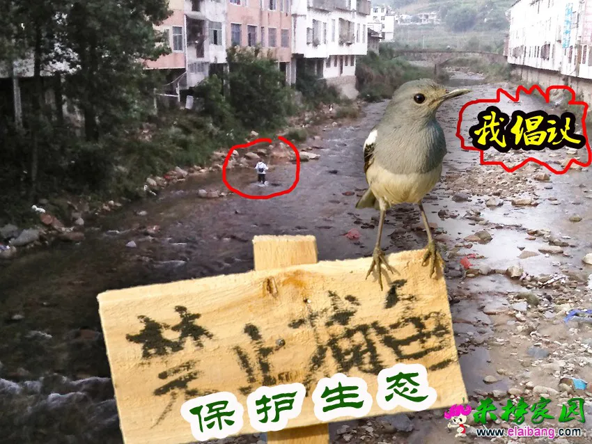 捕鱼.webp