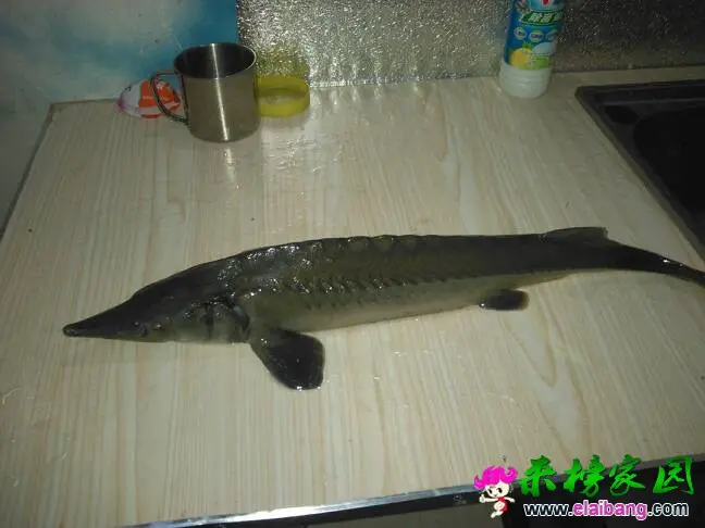 154020urrnr06r8k5u5k96.webp