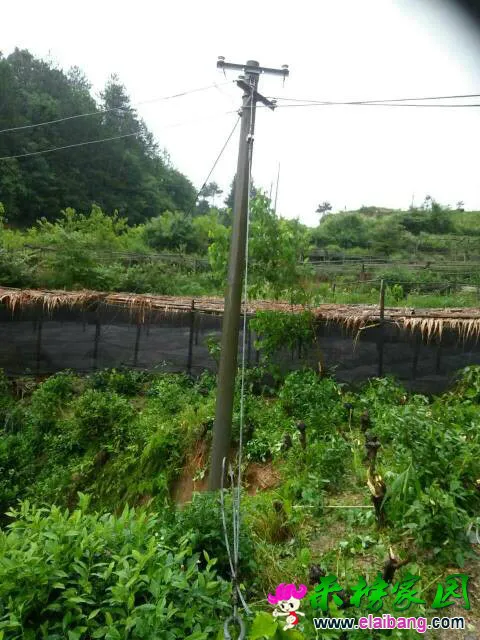 060820ek38lps2x91k55pk.webp