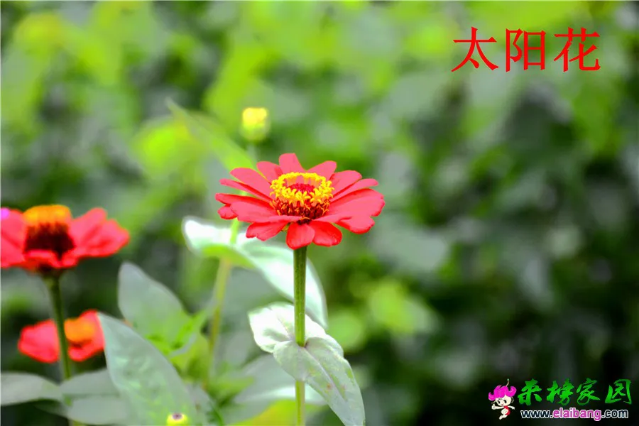 DSC_6209.webp