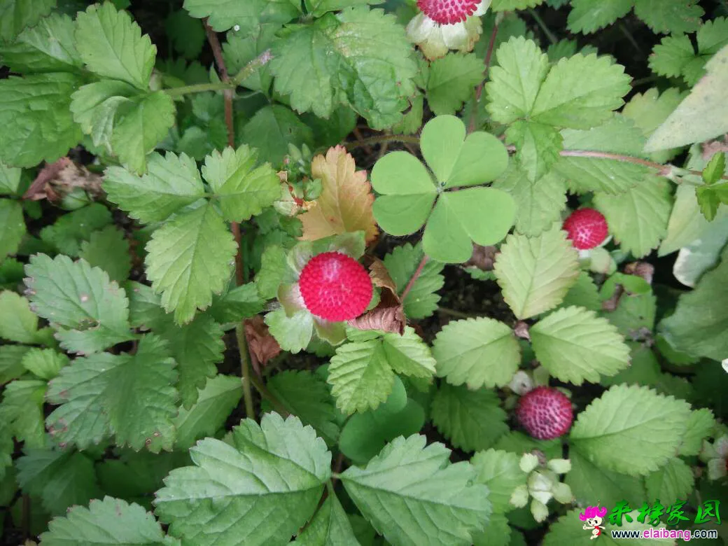 123921mwvcomltt4edlfep.webp
