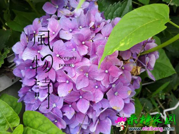 180450upmm9a7ihvls7u6a.webp