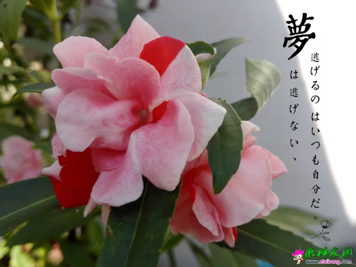 QQ图片20160726083656.webp