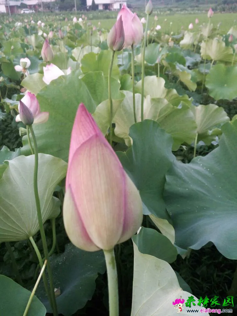 195544rfgufbl23g3fp78h.webp
