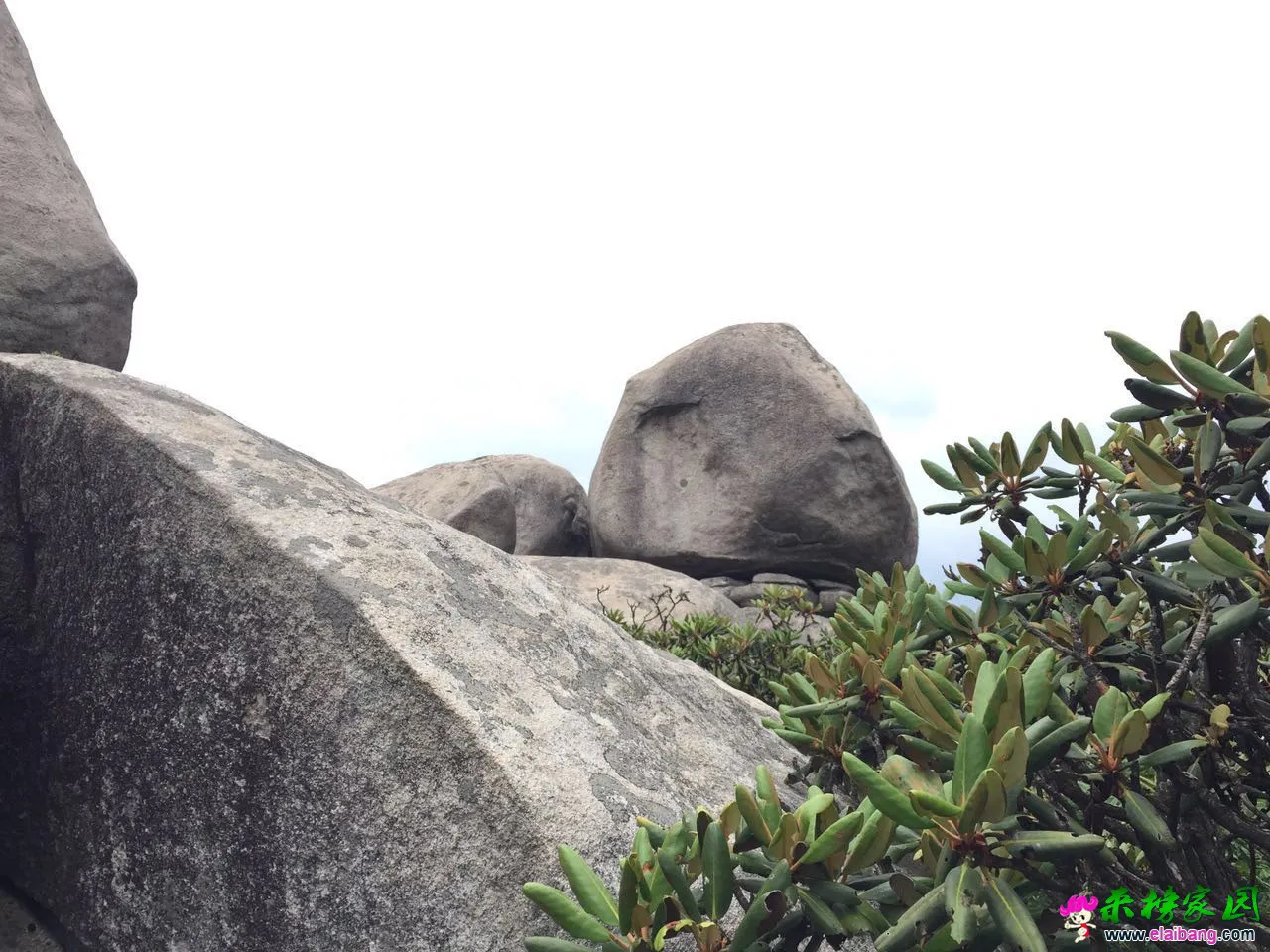 随处可见的杜鹃花