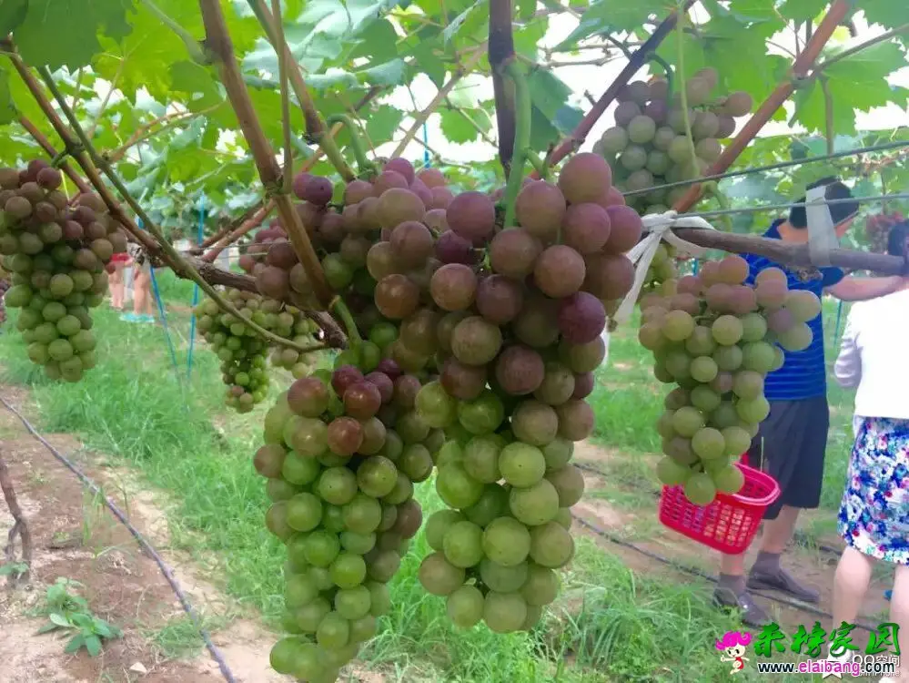 QQ图片20160803184111.webp