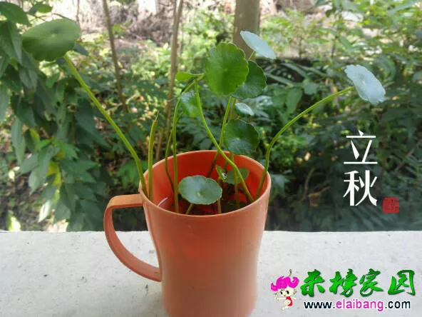 131755r1a66509d5p79iap.webp