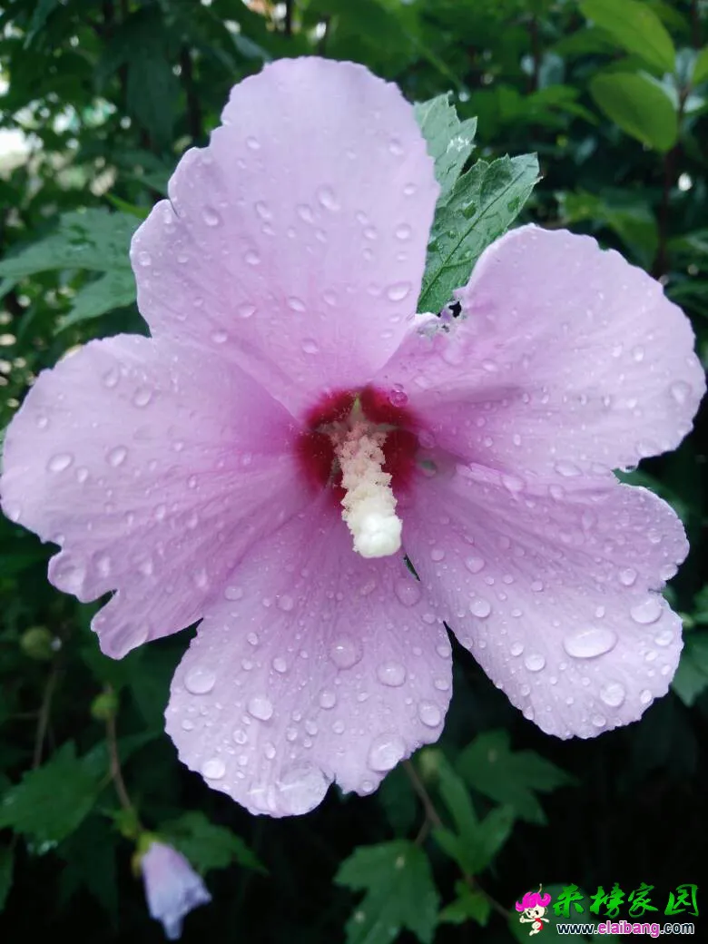 132038a66lq6qq1dxlxhgd.webp