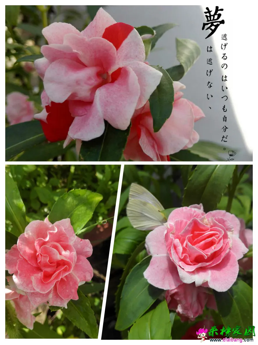 QQ图片20160810104356.webp