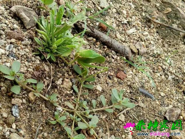 155142hgs6ng562y7os5gs.webp