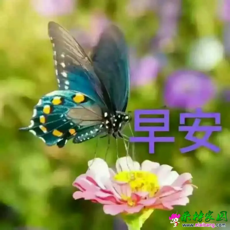 060015elqszl8fswlzq8fe.webp