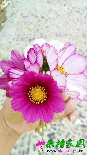 123948gbdzjd1b1u1pg4j7.webp