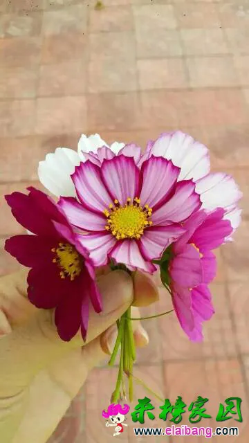 123948it80zu6yka0t0bxx.webp