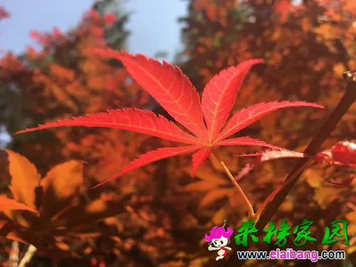 image.webp