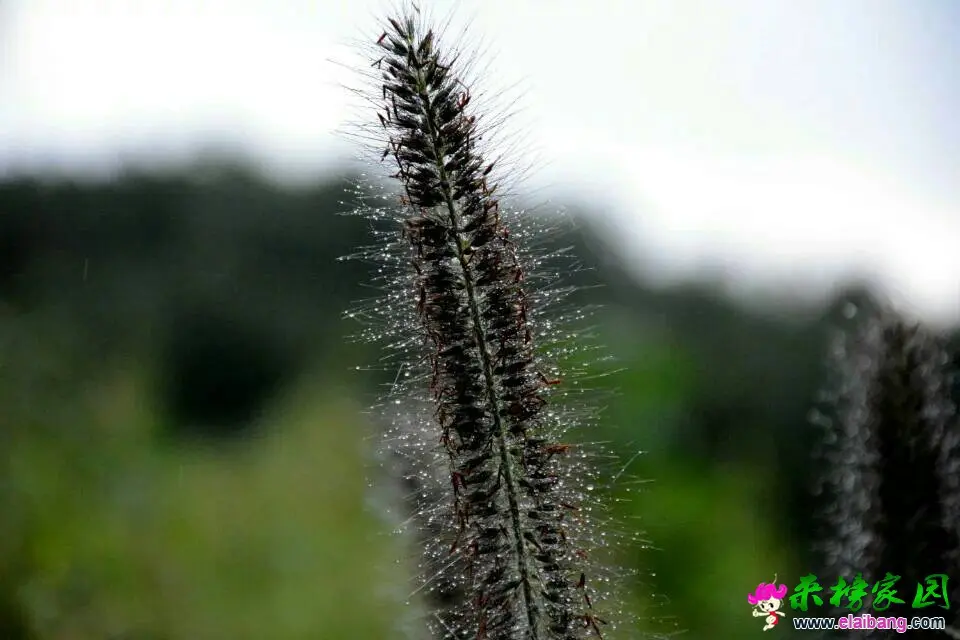 211648gplsp1iwp6cpiww3.webp