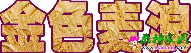 未标题-1.webp