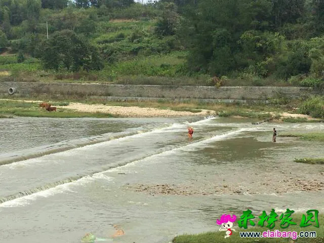 115732lidjispzdggpi06d.webp