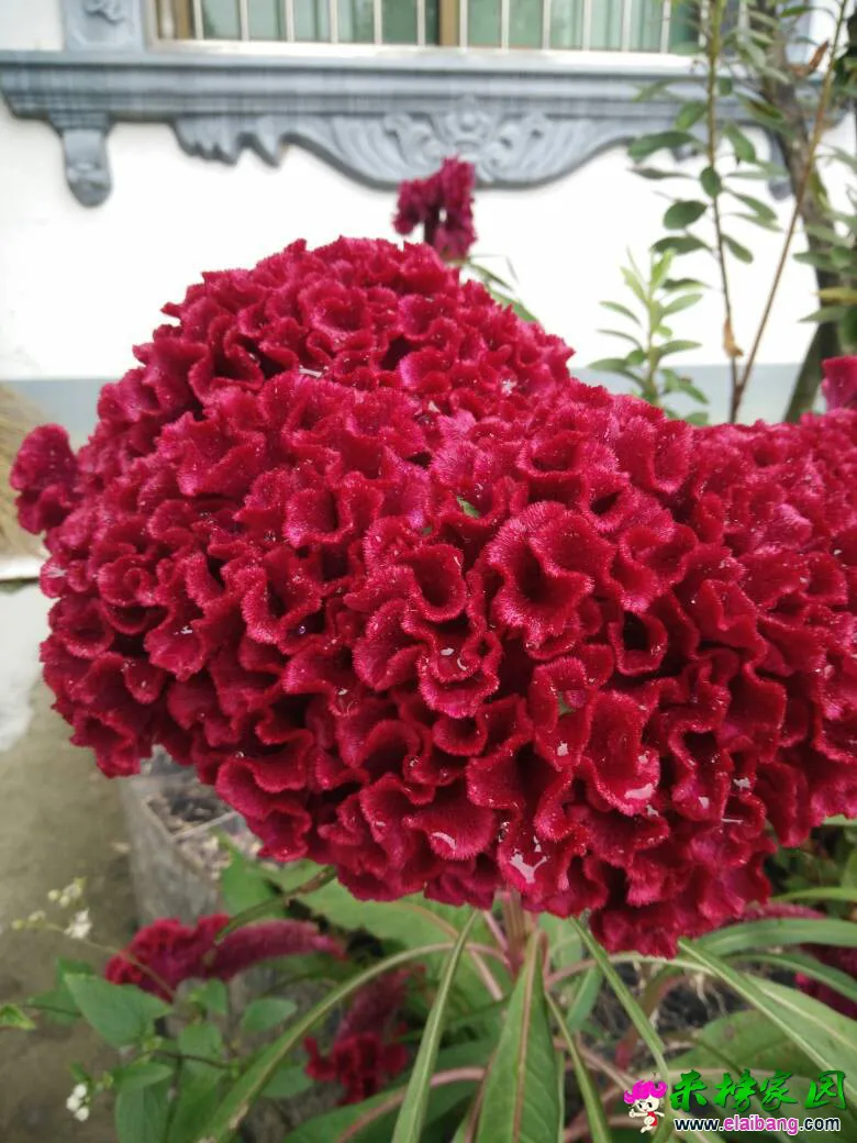 131306mytzliql7xxrrpuy.webp