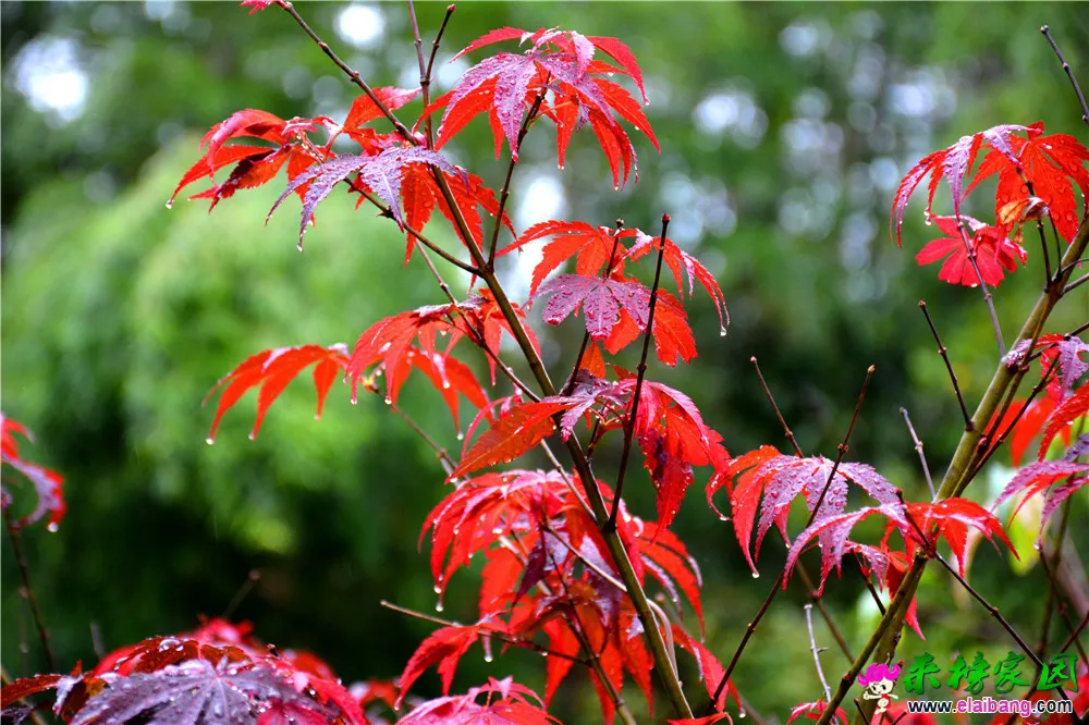 DSC_0040.webp