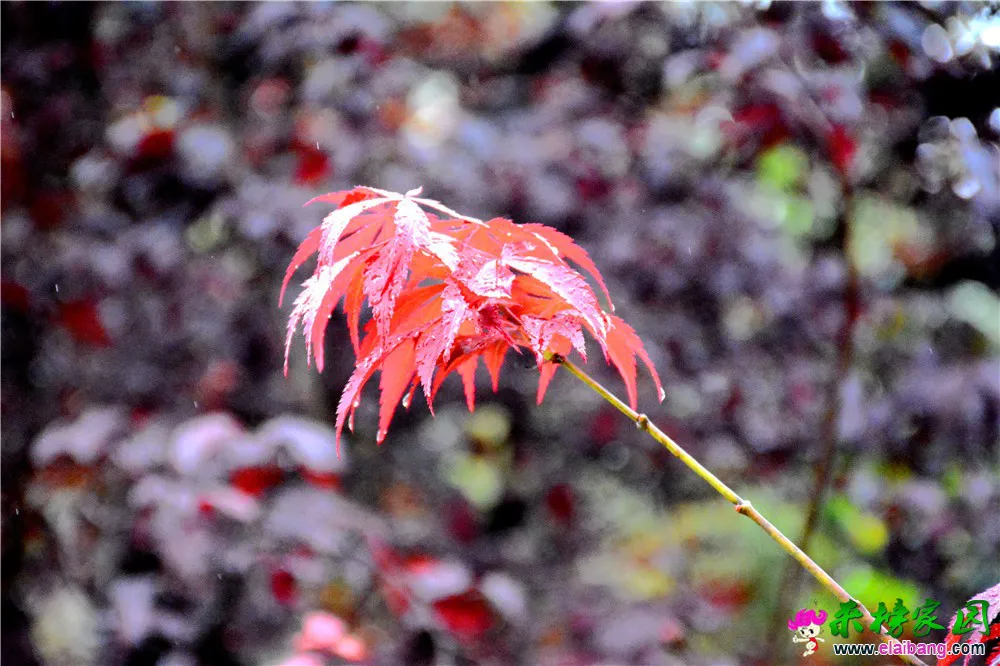 DSC_0050.webp
