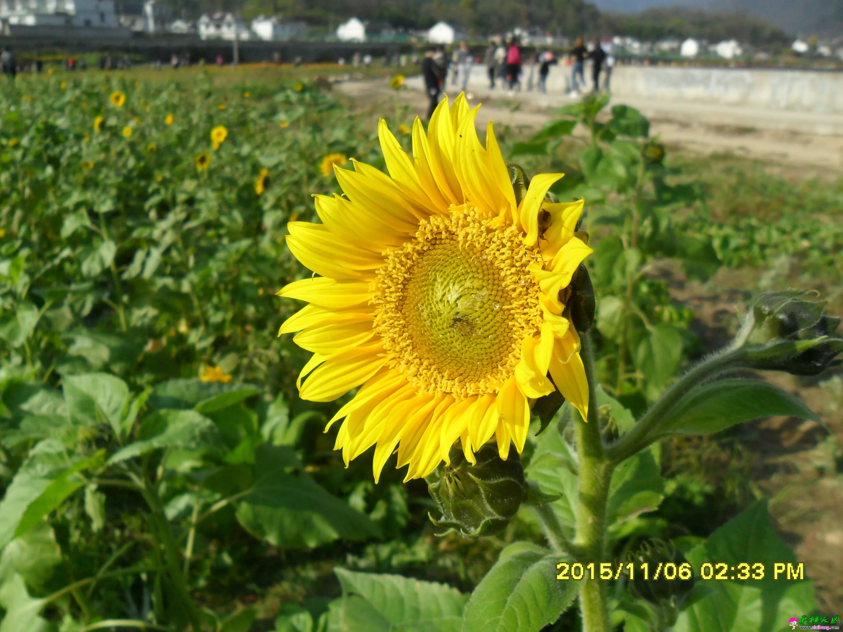 SAM_2401.webp