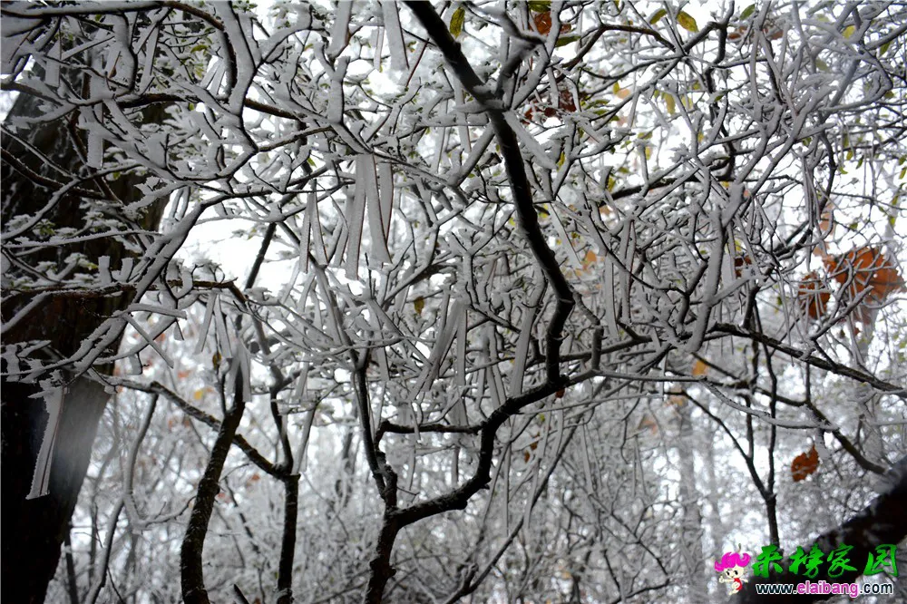 DSC_0598.webp