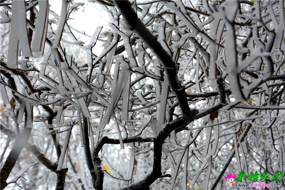 DSC_0601.webp