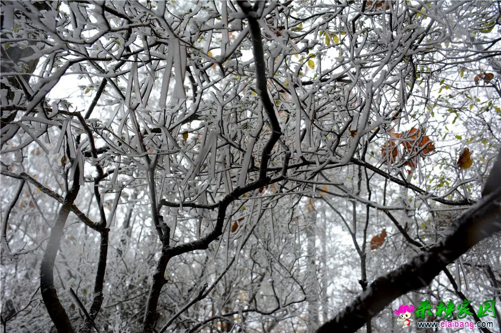DSC_0599.webp