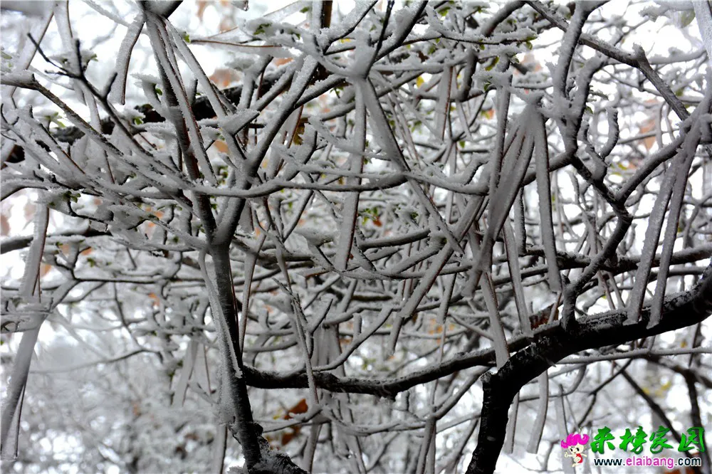 DSC_0603.webp