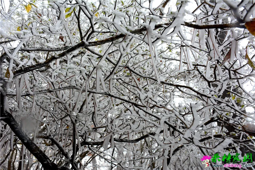 DSC_0606.webp
