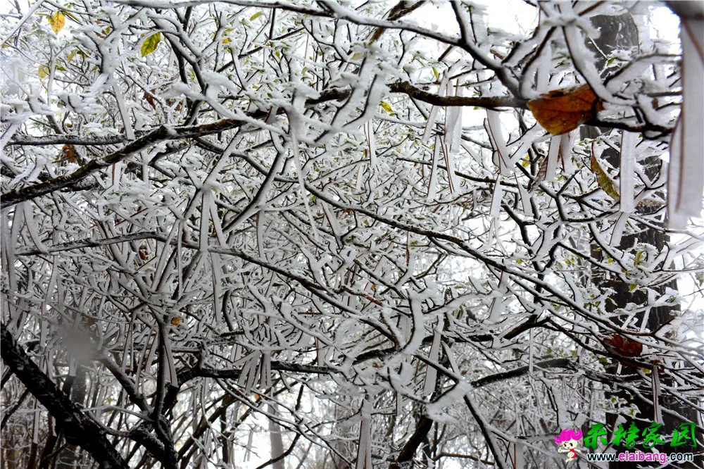 DSC_0607.webp