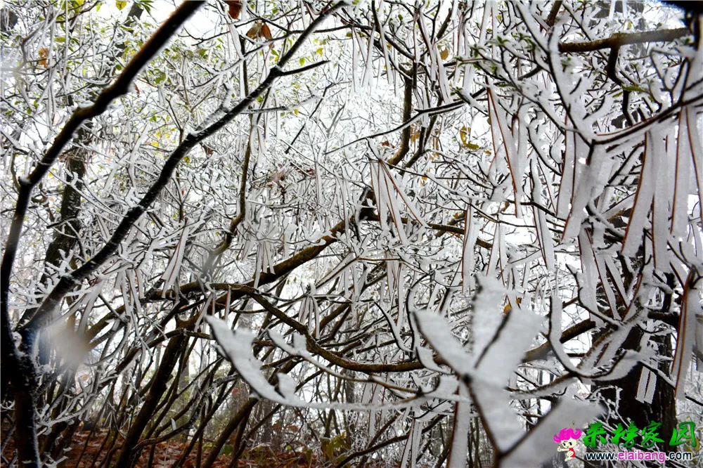 DSC_0610.webp