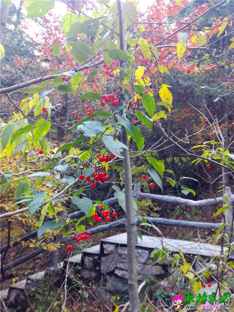QQ图片20161111103329.webp