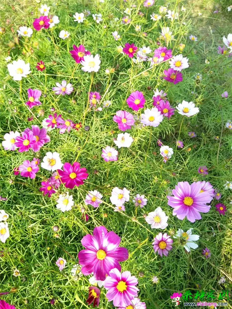 psb (9).webp