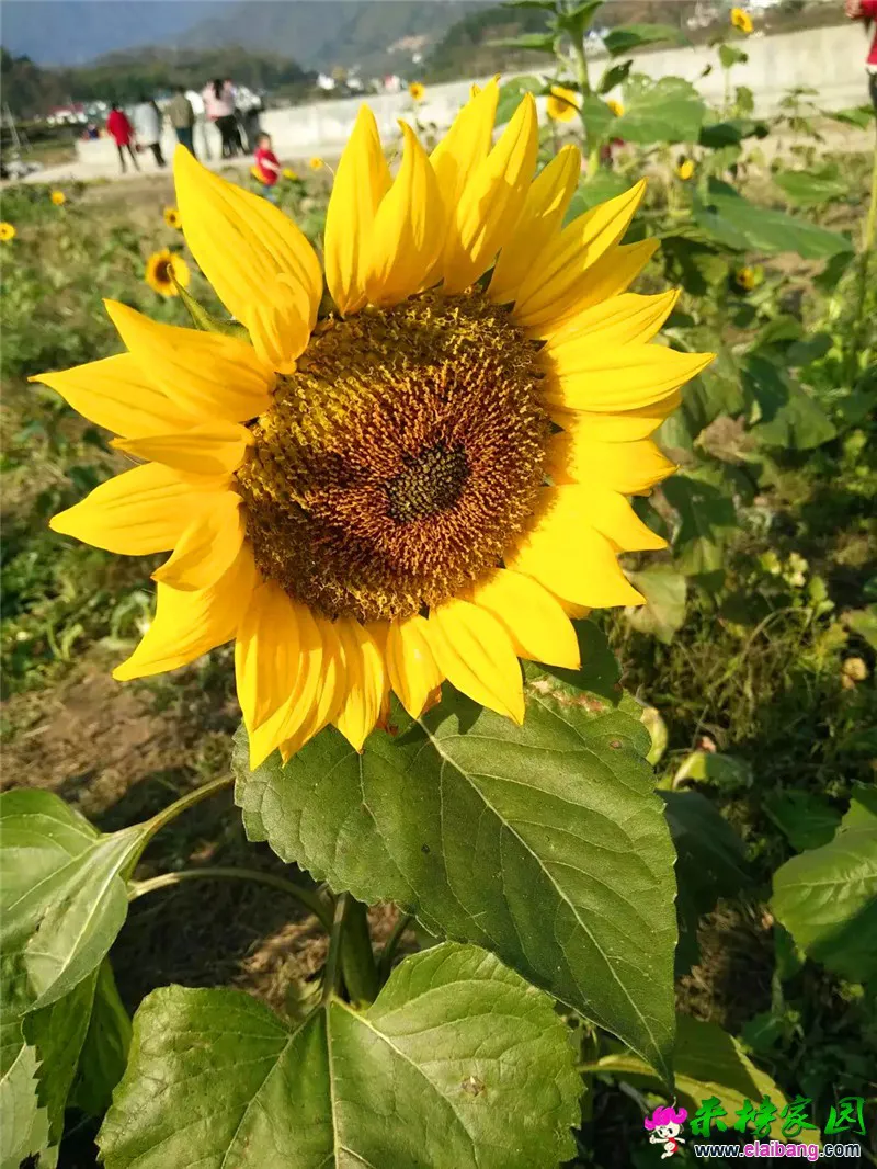 psb (16).webp