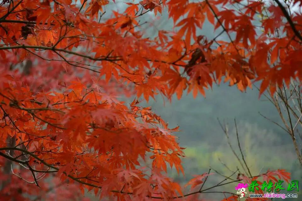 151007ag3jkmqgst6ktz99.webp