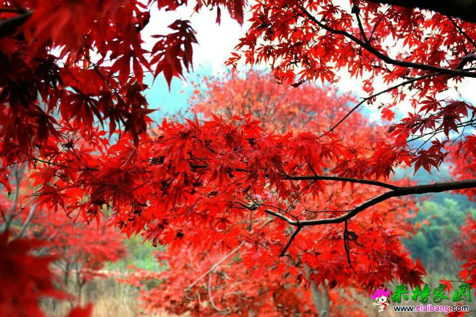151008v1446bma46m621m2.webp