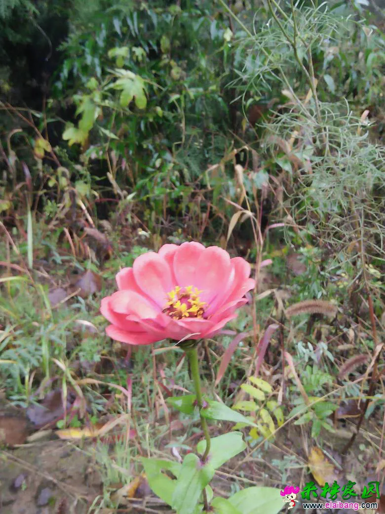 211141qmlezg0mozaathhe.webp