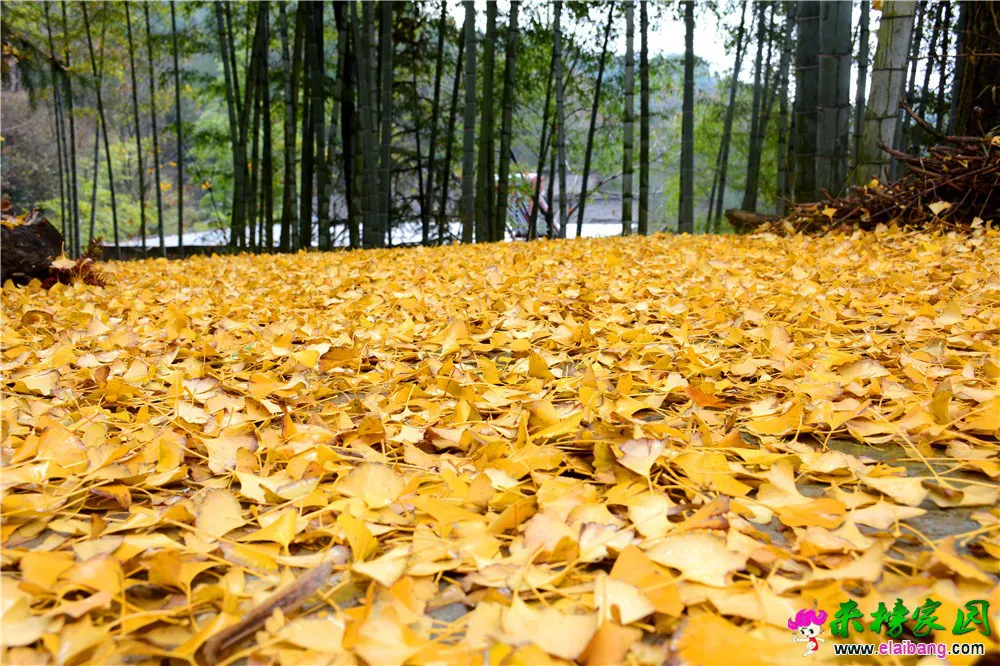DSC_0823.webp