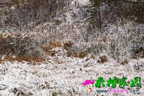 ec03e2997adba2d5496b538177b09a3c.webp