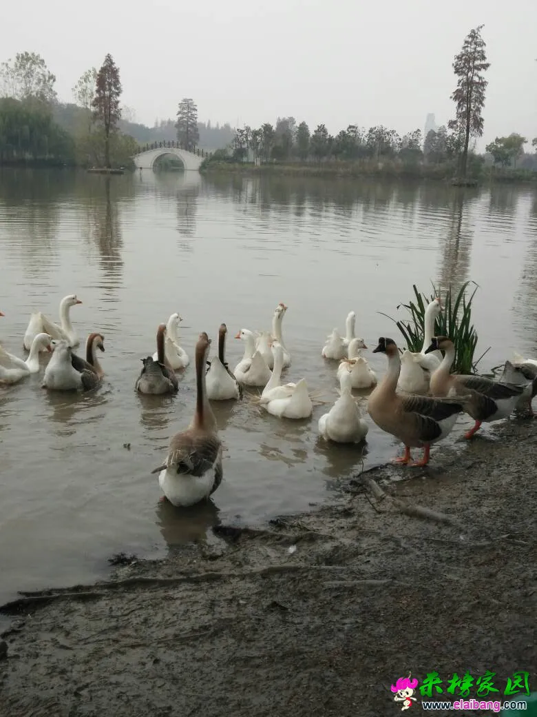 200507o8r88zpivnpsvarp.webp