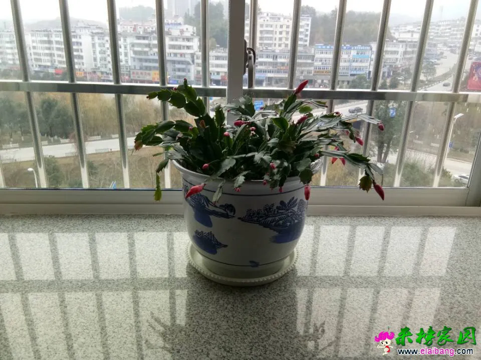 QQ图片20161211115105.webp