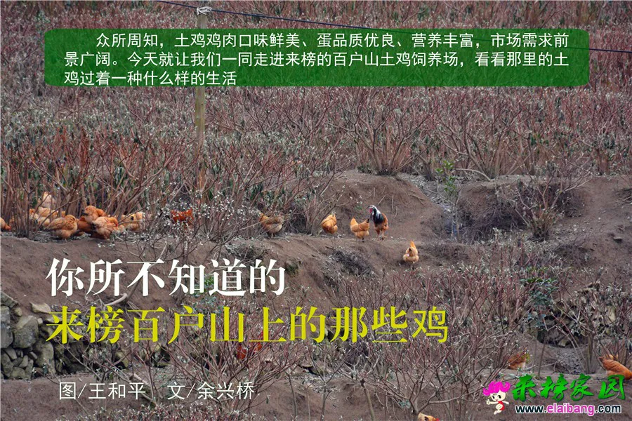 图片语.webp
