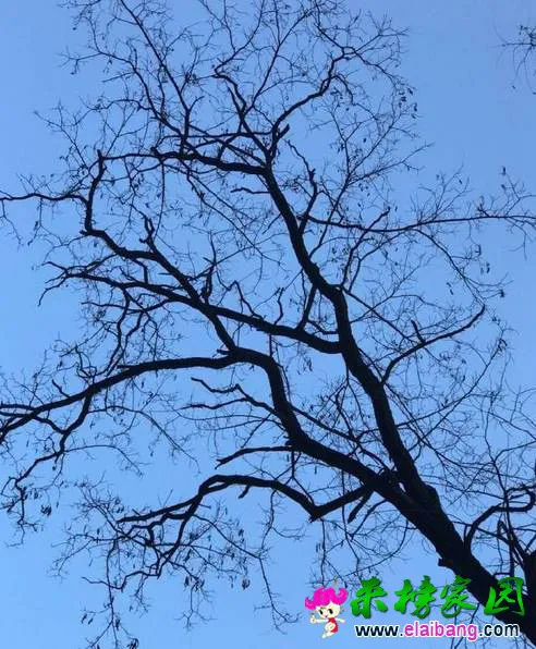 t014ee7d68adaf4cff4.webp