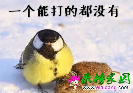 t01721dffee9a14573a.webp