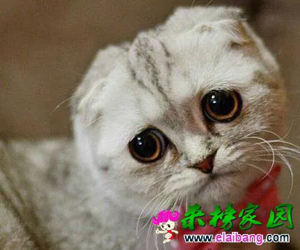 t014a7e7c4c9a2d0ba8.webp