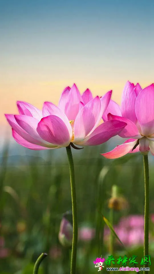 104307vymm9dom6zfmzd6b.webp