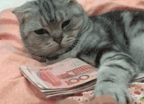 97003c433451b4ba36196c6463a8c73c.gif